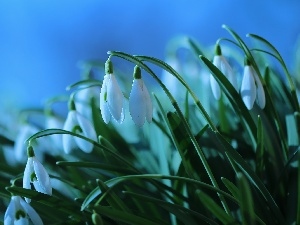 White, Flowers, snowdrops