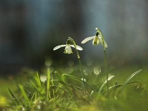 White, Flowers, snowdrops