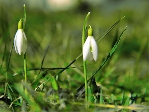 White, Flowers, snowdrops