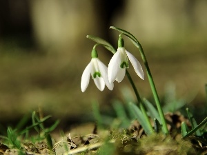 White, Flowers, snowdrops