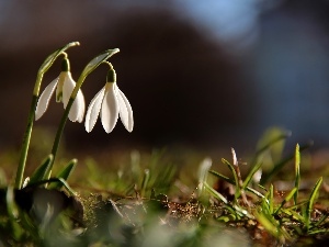 White, Flowers, snowdrops