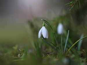 White, Flowers, snowdrops