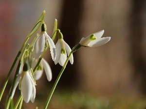 White, Flowers, snowdrops