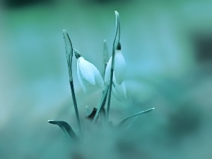 White, Flowers, snowdrops