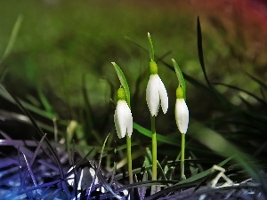 White, Flowers, snowdrops