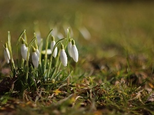 White, Flowers, snowdrops