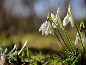 White, Flowers, snowdrops