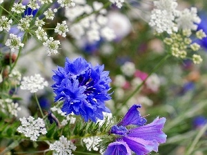 Flowers, Chaber, Wildflowers