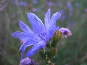 Wildflowers, Flowers, chicory