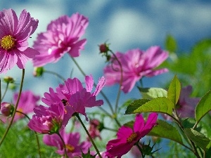 Cosmos, Flowers, purple, Wildflowers