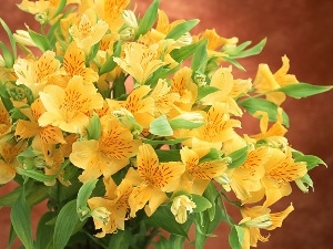 yellow, flowers, bouquet