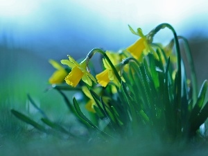 Yellow, Flowers, Daffodils
