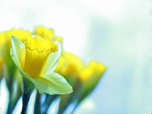 Yellow, Flowers, Daffodils