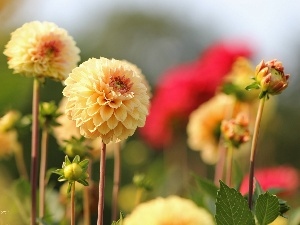 Yellow, Flowers, dahlias