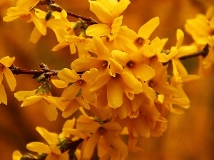 Yellow, Flowers, forsythia