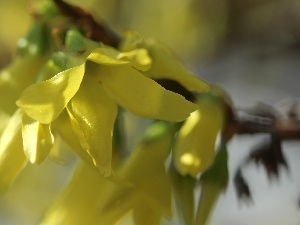 Yellow, Flowers, forsythia