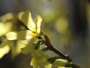 Yellow, Flowers, forsythia