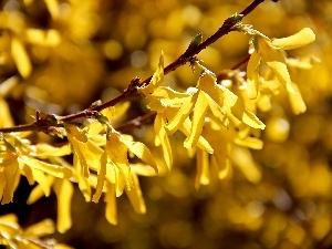 Yellow, Flowers, forsythia