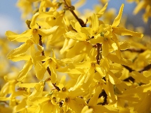 Yellow, Flowers, forsythia