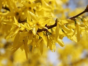 Yellow, Flowers, forsythia