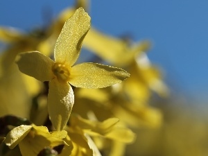 Yellow, Flowers, forsythia