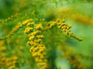 Yellow, Flowers, Goldenrod