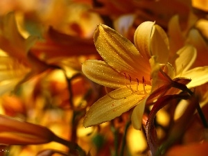 Yellow, Flowers, lilies