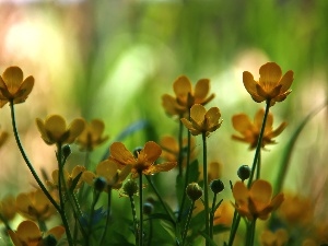 Yellow, Flowers, marigolds