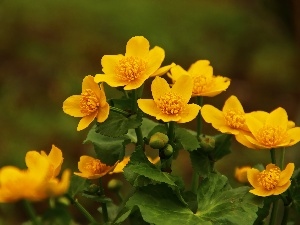 Yellow, Flowers, marigolds