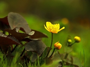 Yellow, Flowers, marigolds