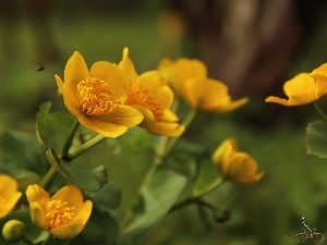 Yellow, Flowers, marigolds