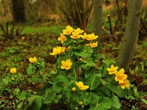 Yellow, Flowers, marigolds