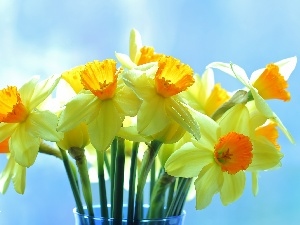 Yellow Flowers, narcissus