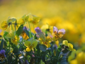 Flowers, pansies, Yellow, purple