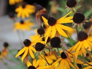 Yellow, Flowers, Rudbeckia