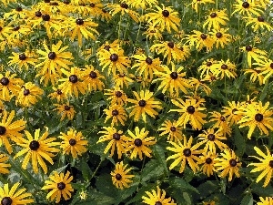 Yellow, Flowers, Rudbeckia