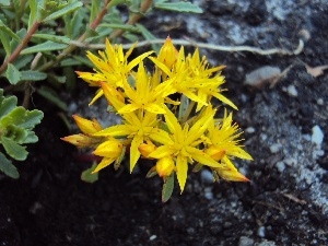 Yellow, Flowers, Sempervivum