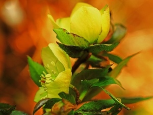 Flowers, Spring, Yellow, Helleborus