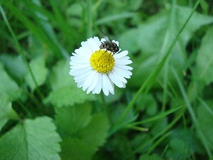 Bitter, fly, cuckooflower