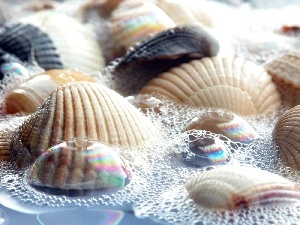 Foam, Shells