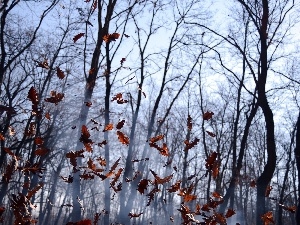 Fog, Leaf, forest, autumn, falling