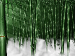 bamboo, Fog, stems