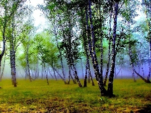 birch, Fog, forest