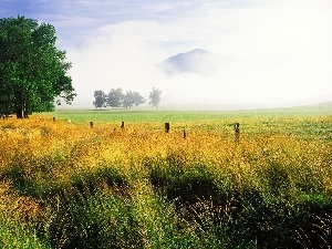 Field, Fog, trees