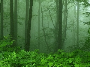 Fog, forest