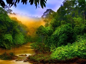 forest, Fog, River