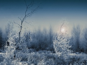 forest, Fog, snow