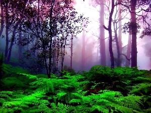 Fog, Violet, forest, Fern