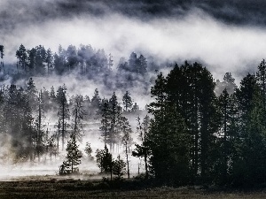 Fog, forest