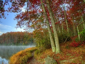 lake, Fog, forest